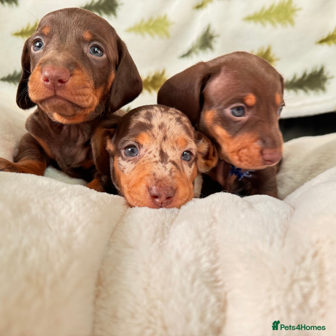 Miniature Dachshund dogs for sale: 6 KC registered miniature dachshund pupps  - Advert 13