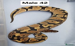 Python Snake reptiles for sale: Royal Python Morphs Males - Image 18