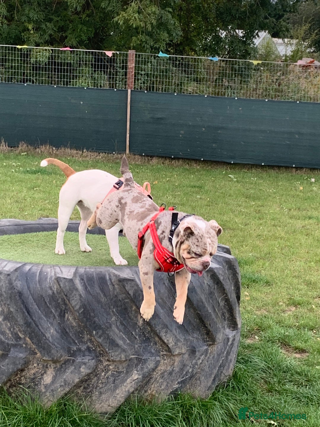 Olde English Bulldogge dogs for sale: Tyson  - Advert 3