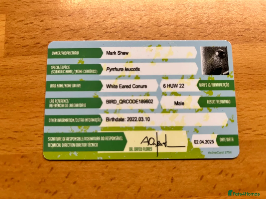 Conures birds for sale: Proven Breeding Pair of White-Eared conures  - Advert 4