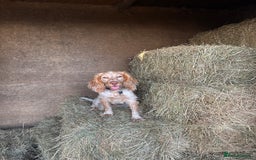 Cocker Spaniel dogs for stud: Show cocker spaniel  - Advert 3