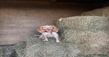 Cocker Spaniel dogs Show cocker spaniel  - Advert 9