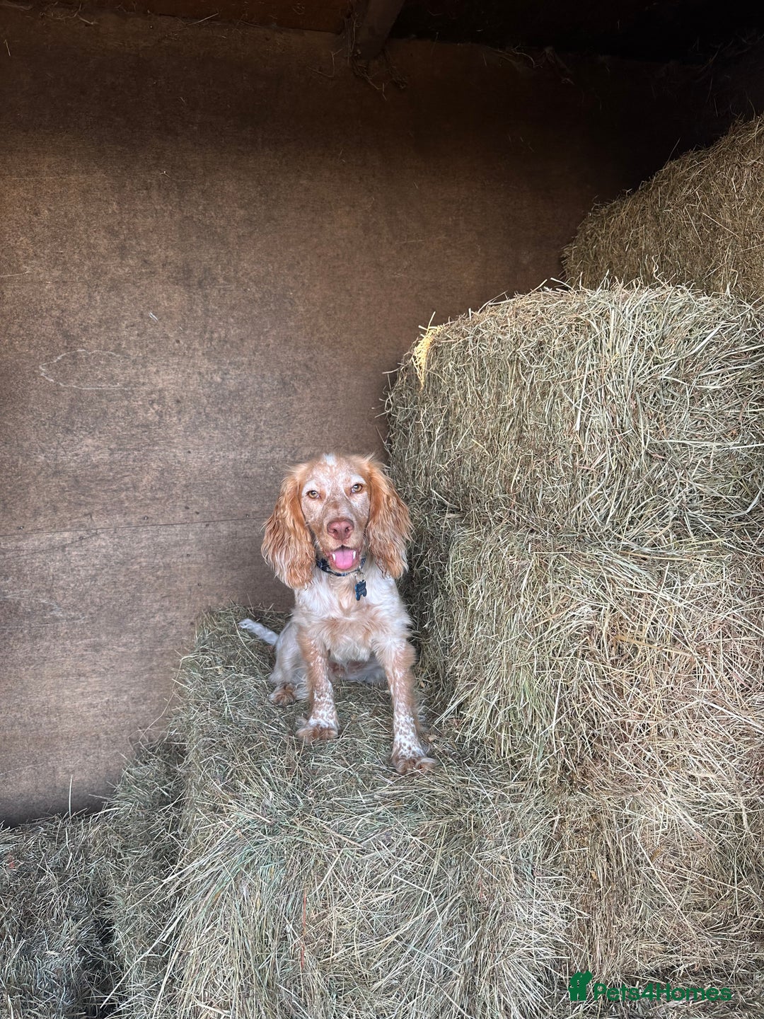 Cocker Spaniel dogs for stud: Show cocker spaniel  - Advert 3