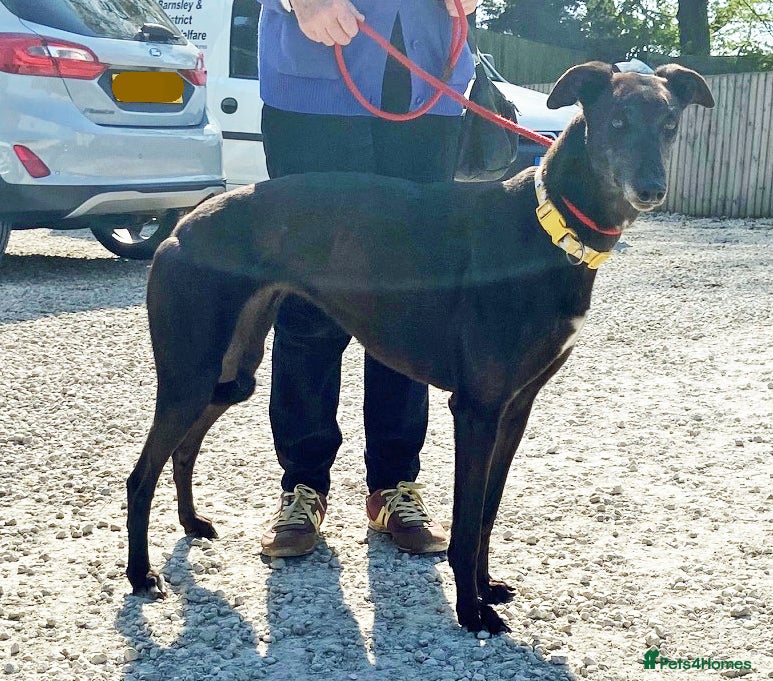 Greyhound dogs Sweet Petunia wants a loving forever home - Advert 1
