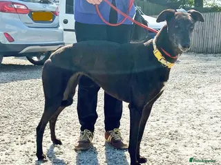 Greyhound dogs Sweet Petunia wants a loving forever home - Advert 1