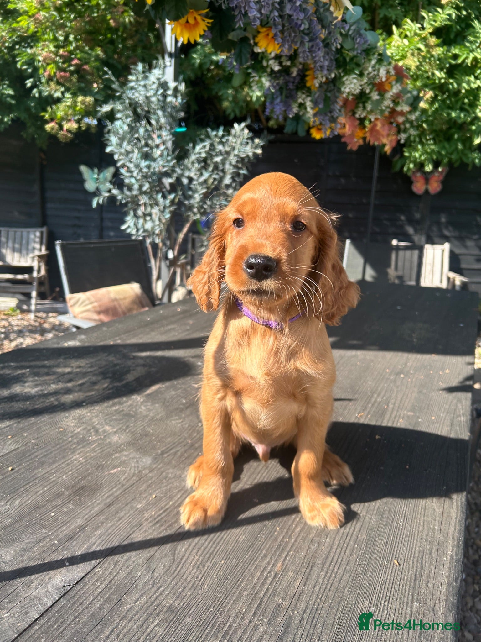 Mixed Breed dogs  ☘️ Golden Irish puppies available  ☘️ - Advert 11