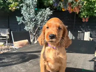 Mixed Breed dogs ☘️ Golden Irish puppies available ☘️ - Advert 11