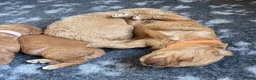 Australian Labradoodle dogs for sale: Australian Labradoodle Puppies for sale - Advert 35