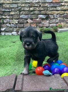 Schnauzer dogs Standard Schnauzer Puppies - Advert 1