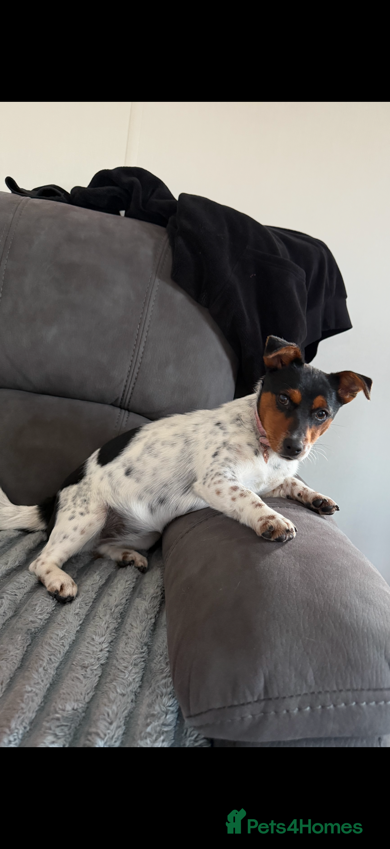 Jack Russell dogs I have beautiful jack Russell - Advert 4