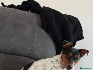 Jack Russell dogs I have beautiful jack Russell - Advert 4