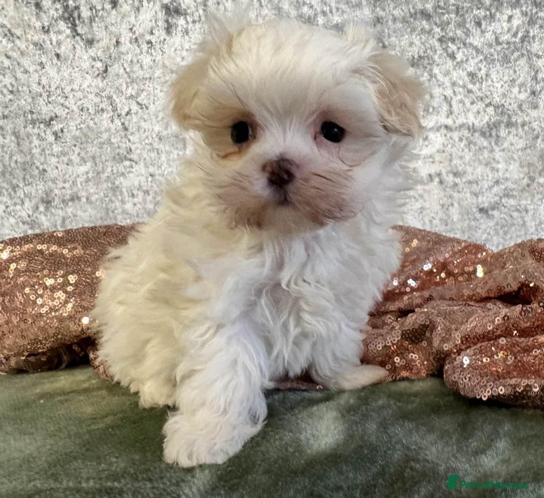 Maltipoo dogs for sale: Tiny f1b maltipoos  - Advert 5