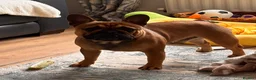French Bulldog dogs for stud: Stud … Teddy …Rukaroobulls Cadeau du Ciel - Advert 6