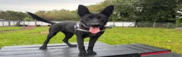 Belgian Shepherd Dog dogs for adoption: Mulan - Advert 4