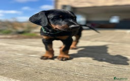 Dobermann dogs for sale: Proper Chunky Euro doberman pups 💕 - Image 9