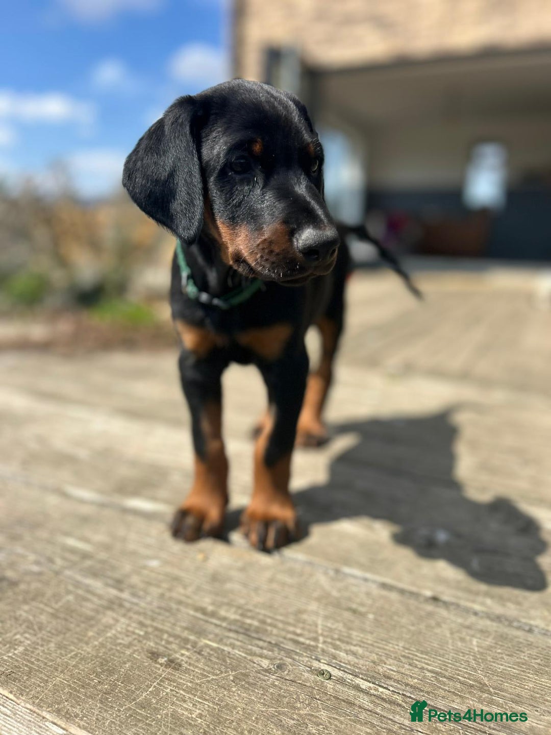 Dobermann dogs for sale: Proper Chunky Euro doberman pups 💕 - Image 9