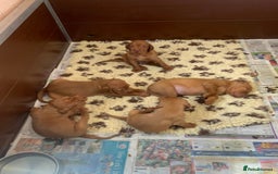 Hungarian Vizsla dogs for sale: Stunning Hungarian Vizsla Puppies  - Image 13