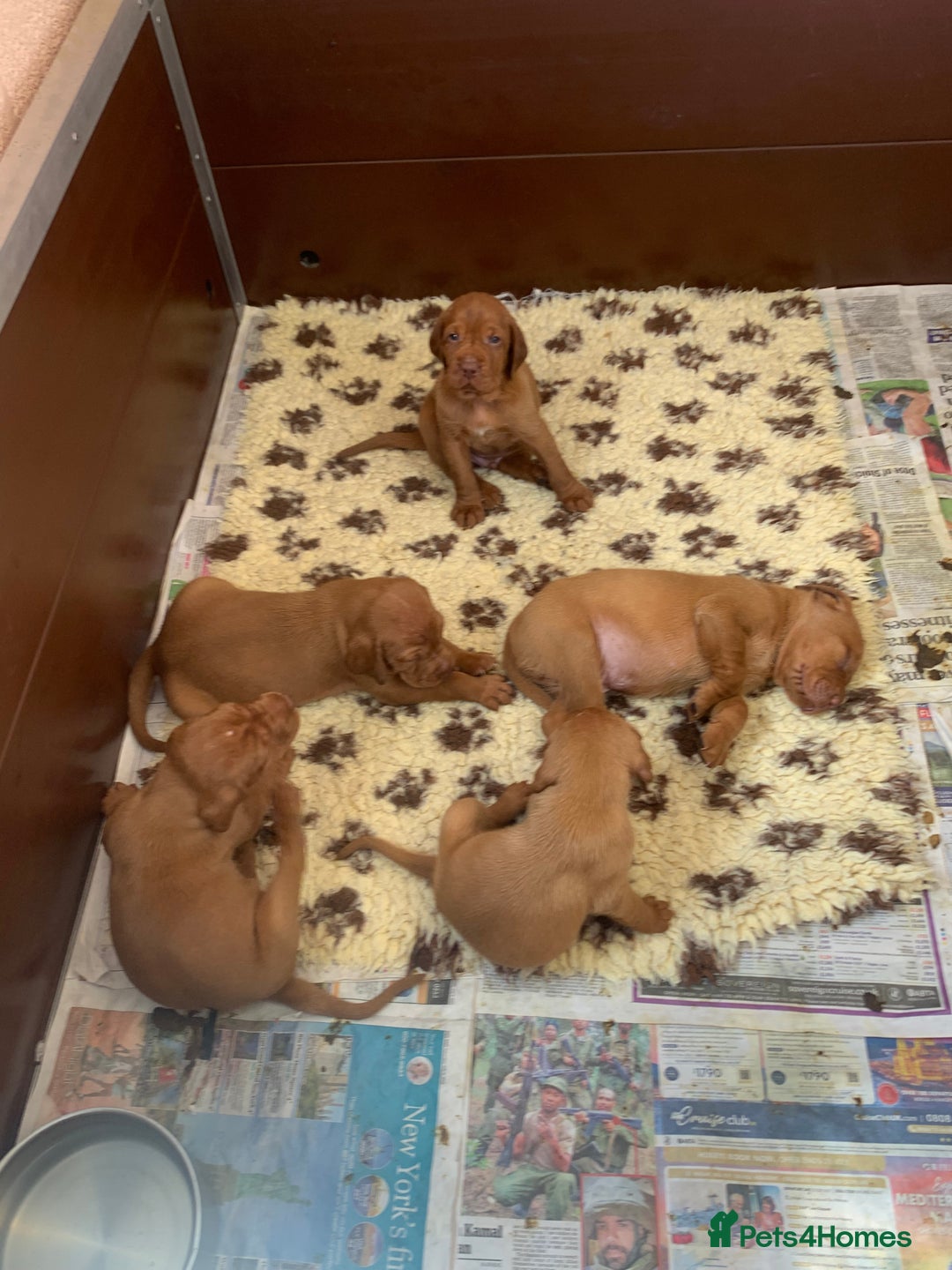 Hungarian Vizsla dogs for sale: Stunning Hungarian Vizsla Puppies  - Image 13