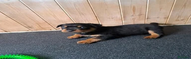 Rottweiler 1