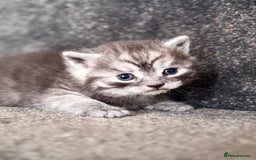 British Shorthair cats for sale: British shorthair kittens - Image 8