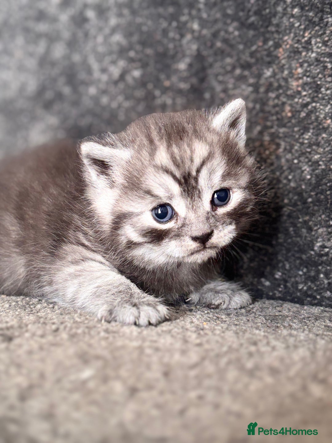 British Shorthair cats for sale: British shorthair kittens - Image 8