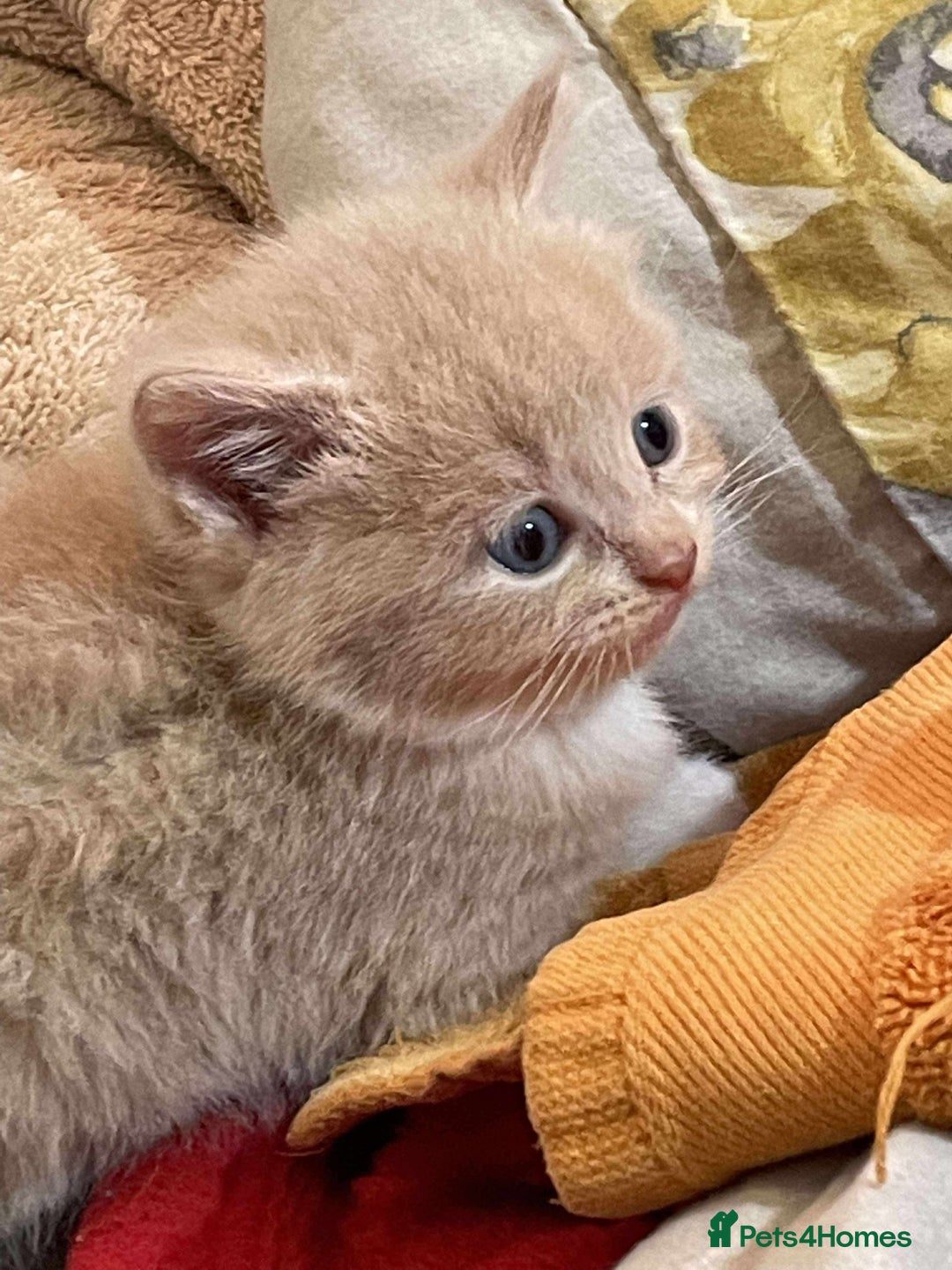 Mixed Breed cats for sale: 3 Beautiful Kittens Needing A Home - Advert 13