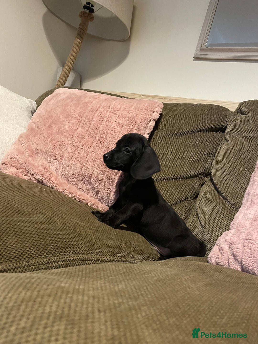 Miniature Dachshund dogs for sale: Miniature dachshunds  - Advert 4