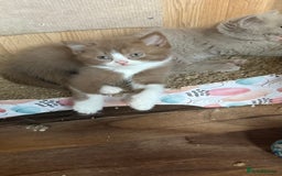 British Shorthair cats for sale: BSH kittens parents gccf - Image 22