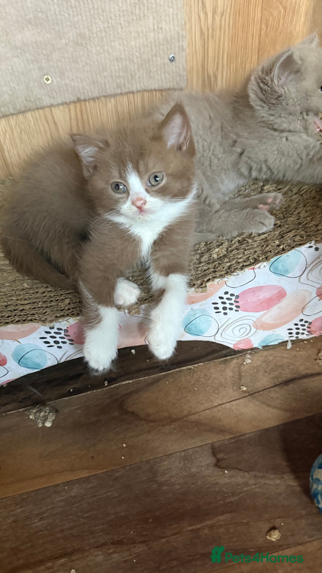 British Shorthair cats for sale: BSH kittens parents gccf - Image 22