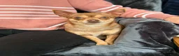 Chihuahua dogs for sale: Chihuahua dogs  - Advert 2