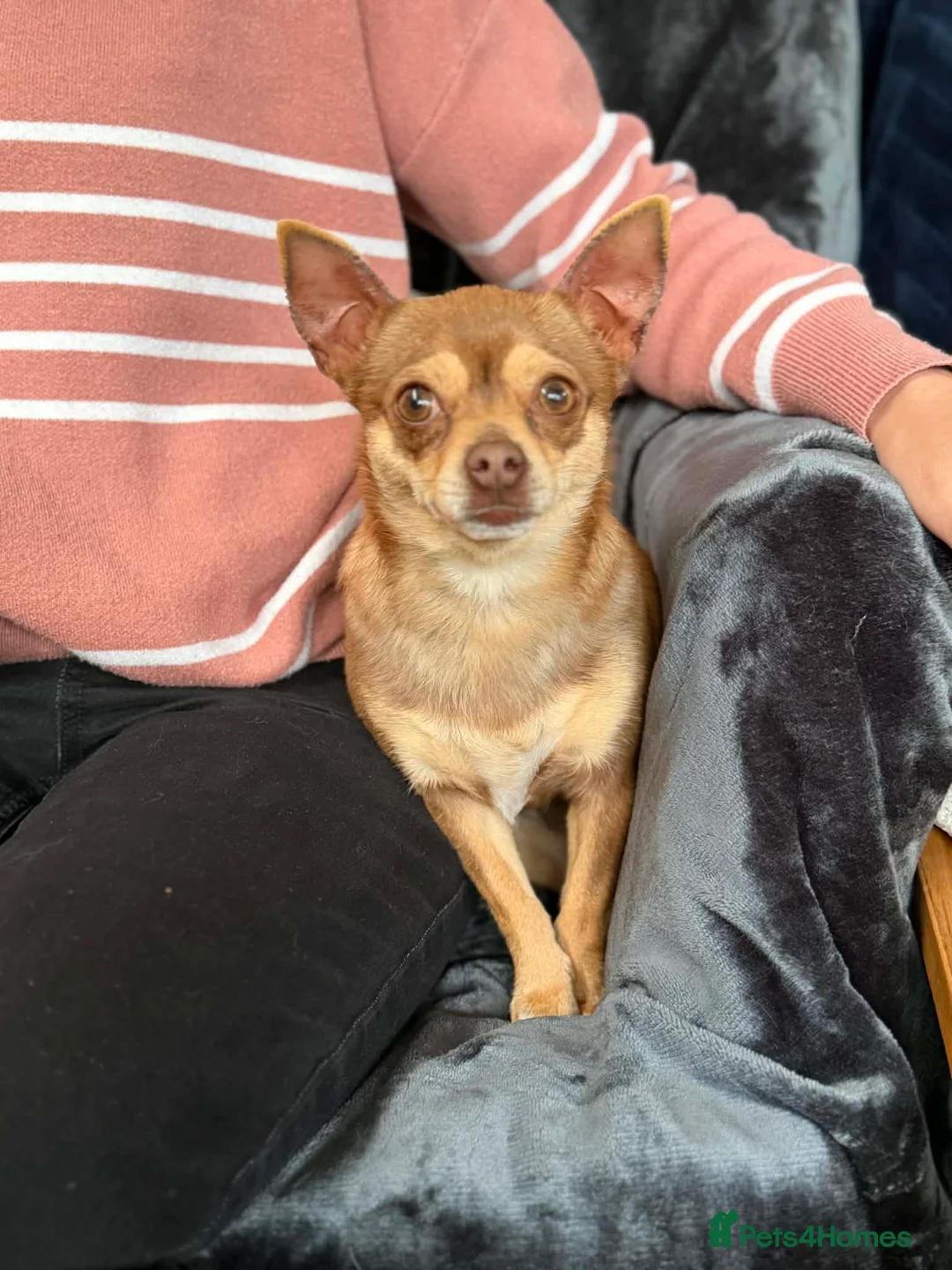 Chihuahua dogs for sale: Chihuahua dogs  - Advert 2