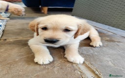 Golden Retriever dogs for sale: Gentle and loving Golden Retriever puppiess  - Image 13