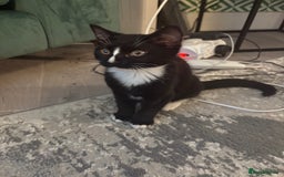 Mixed Breed cats for sale: Black and White Queen  - Image 1