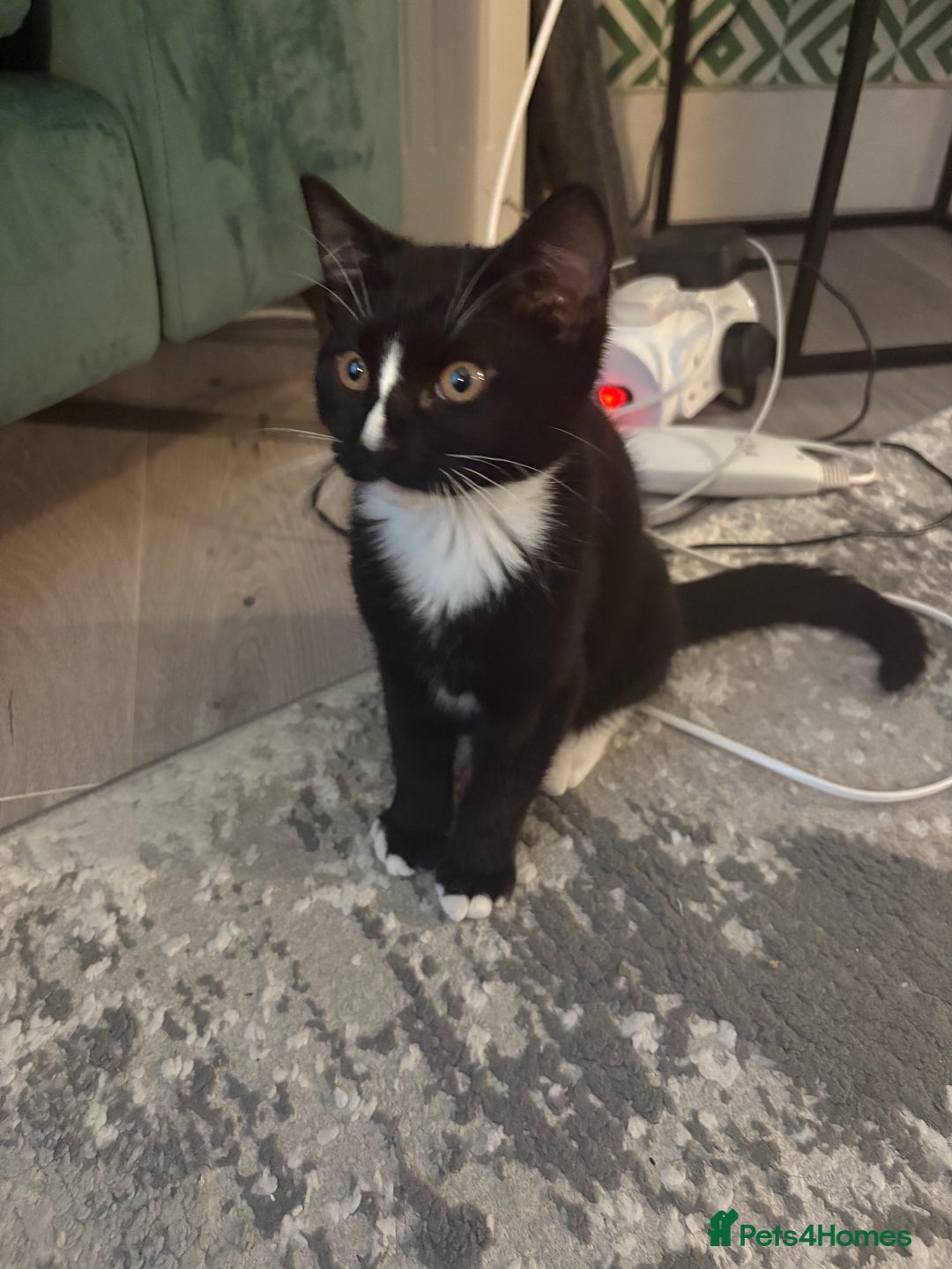 Mixed Breed cats for sale: Black and White Queen  - Image 1