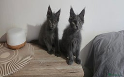 Maine Coon cats for sale: Maine Coon Kittens ready to leave home  - Image 22