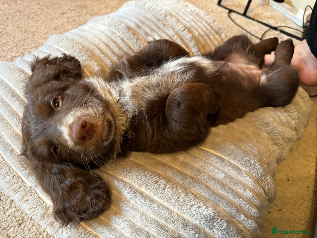 Mixed Breed dogs for sale: Doxie puppies  - Advert 26