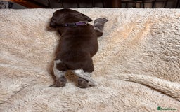 German Shorthaired Pointer dogs for sale: German Shorthaired Pointer Puppies - Leeds - Advert 14