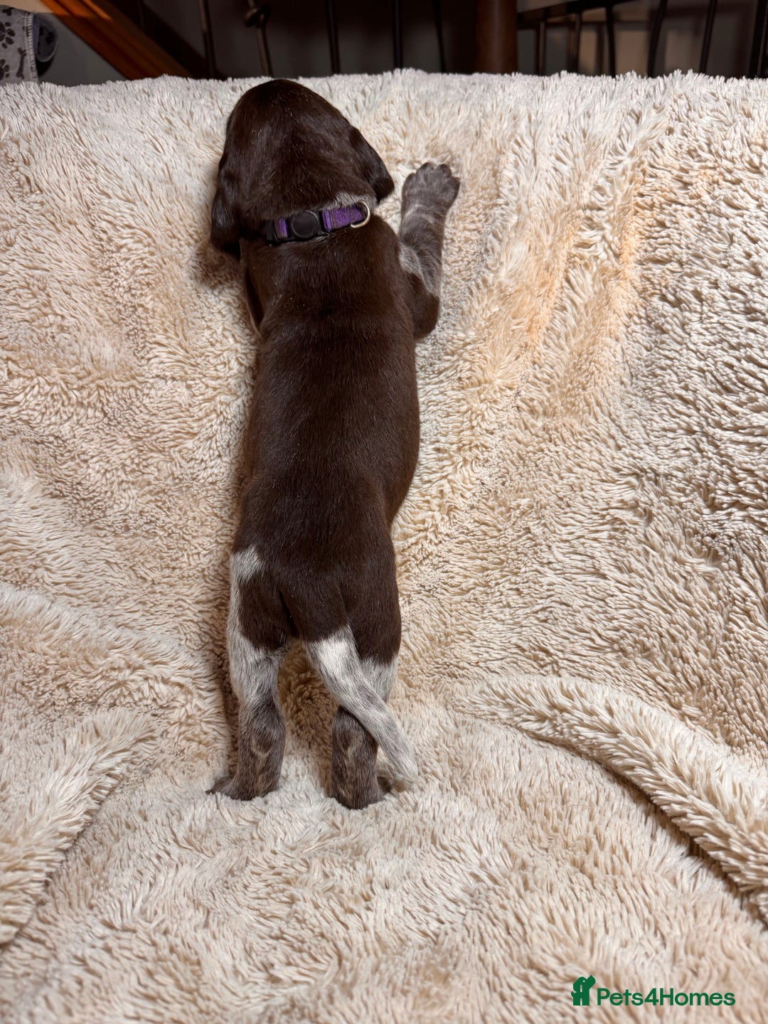 German Shorthaired Pointer dogs for sale: German Shorthaired Pointer Puppies - Leeds - Advert 14