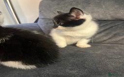 Turkish Angora cats for sale: Kitten  - Image 5