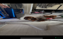 Dachshund dogs for sale: Dachshund puppies available for rehoming. - Image 17