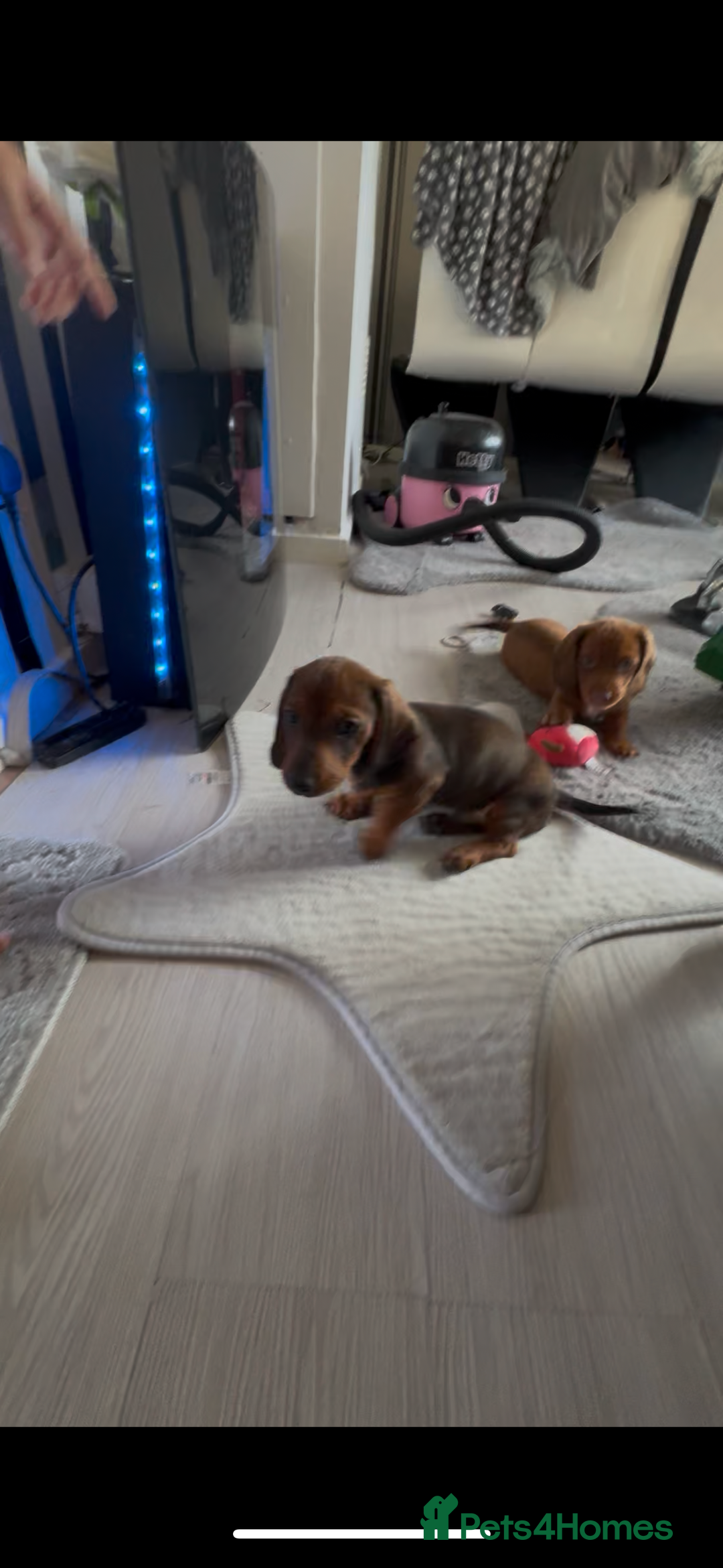 Dachshund dogs for sale: Dachshund puppies available for rehoming. - Image 17