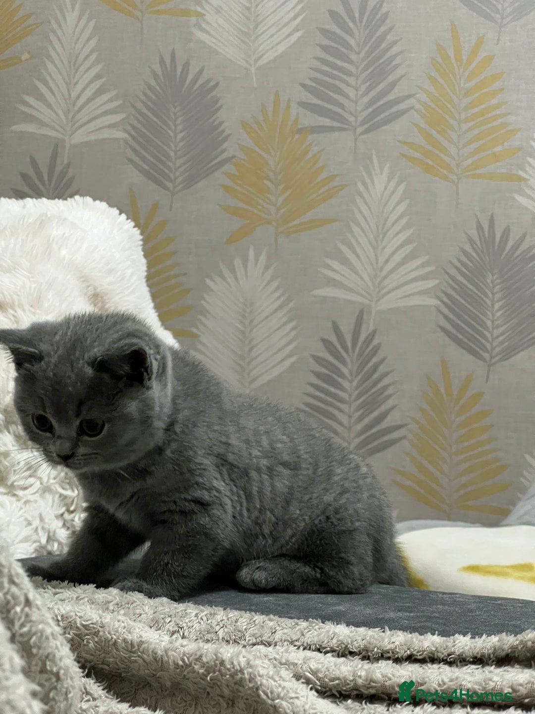British Shorthair cats for sale: British shorthair kittens - Advert 12