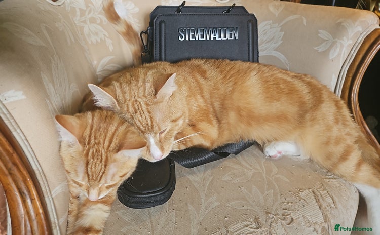 Mixed Breed cats - Advert 2