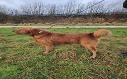 Golden Retriever dogs for stud: Gorgeous KC registered Golden Retriever stud dog  in Chesterfield - Image 4