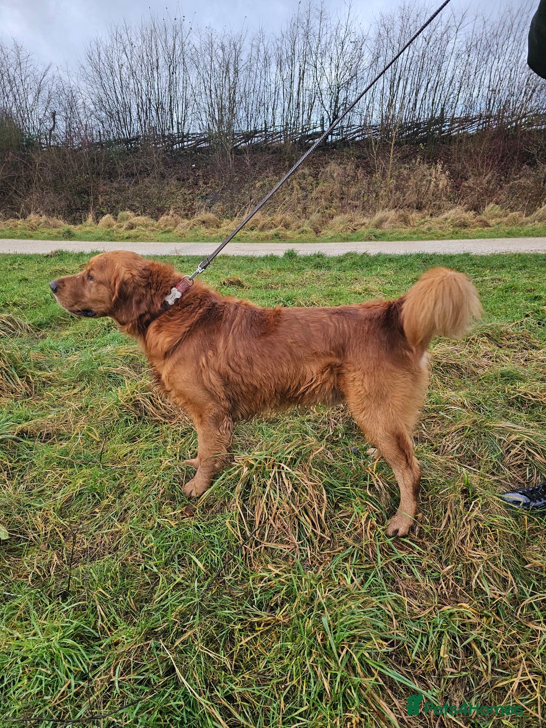 Golden Retriever dogs for stud: Gorgeous KC registered Golden Retriever stud dog  in Chesterfield - Image 4
