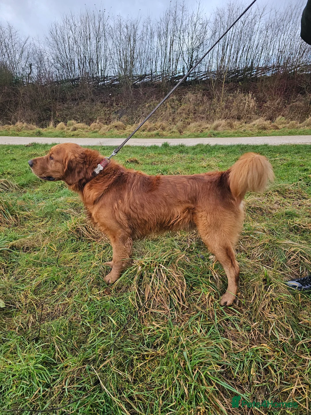 Golden Retriever dogs for stud: Gorgeous KC registered Golden Retriever stud dog  in Chesterfield - Advert 4