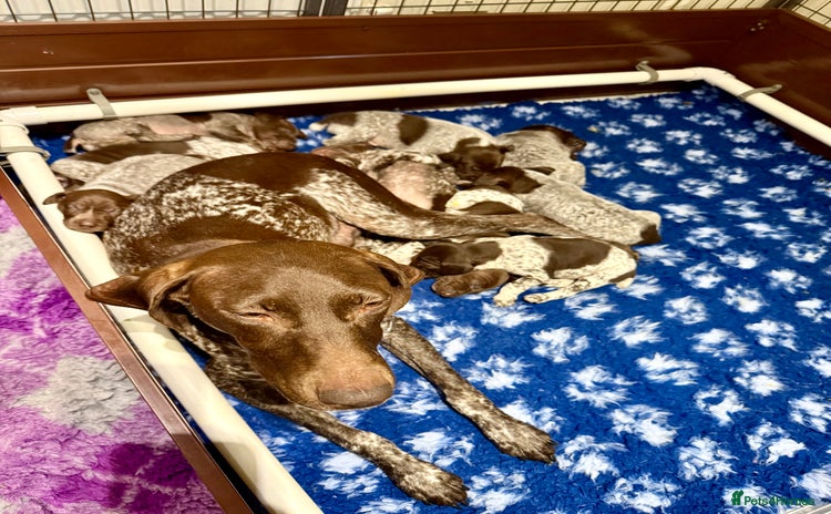 German Shorthaired Pointer dogs - Advert 1