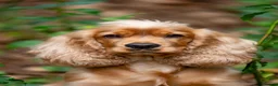 Cockapoo dogs for sale: Cockapoo puppy’s for sale  in Abertillery - Advert 2