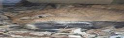 Gerbil rodents for sale: Male Gerbil/Gerbil(s) for sale - Advert 6