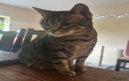 Mixed Breed cats for sale: Khaleesi, half bengal cat looking for a new home - Image 7